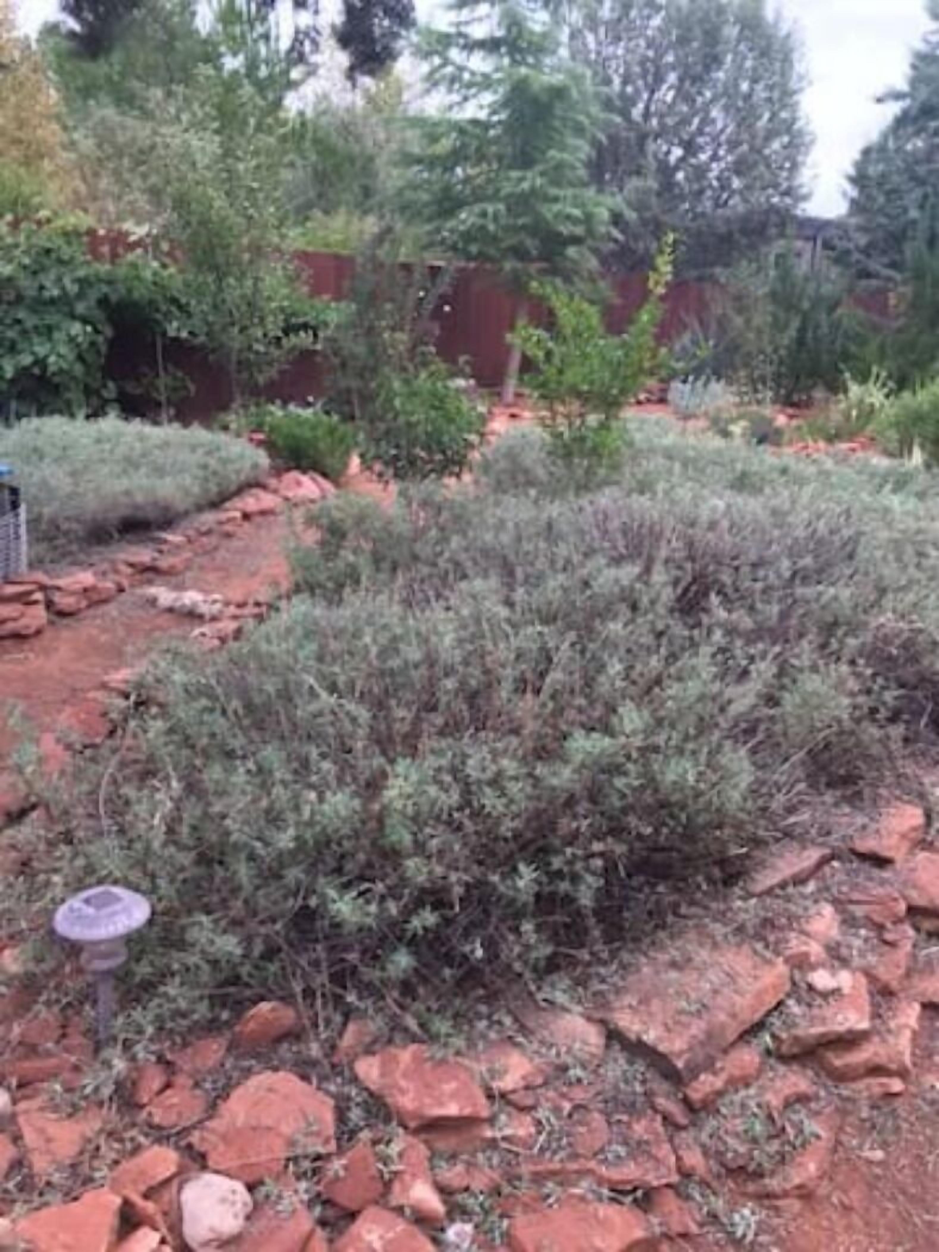 A garden with red brick pathways and various shrubs.