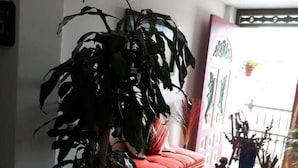 A living room with a large potted plant, a red sofa, a small ottoman, and a glass coffee table with decorative items. - an anchor for the soul (Guatape)