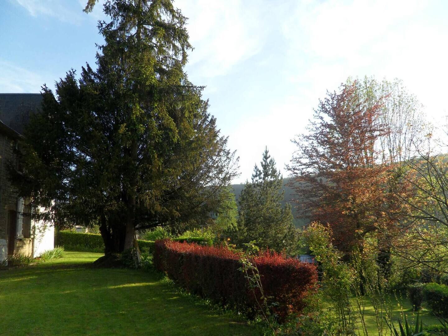 A well-maintained garden with a large tree, a hedge, and a building in the background.