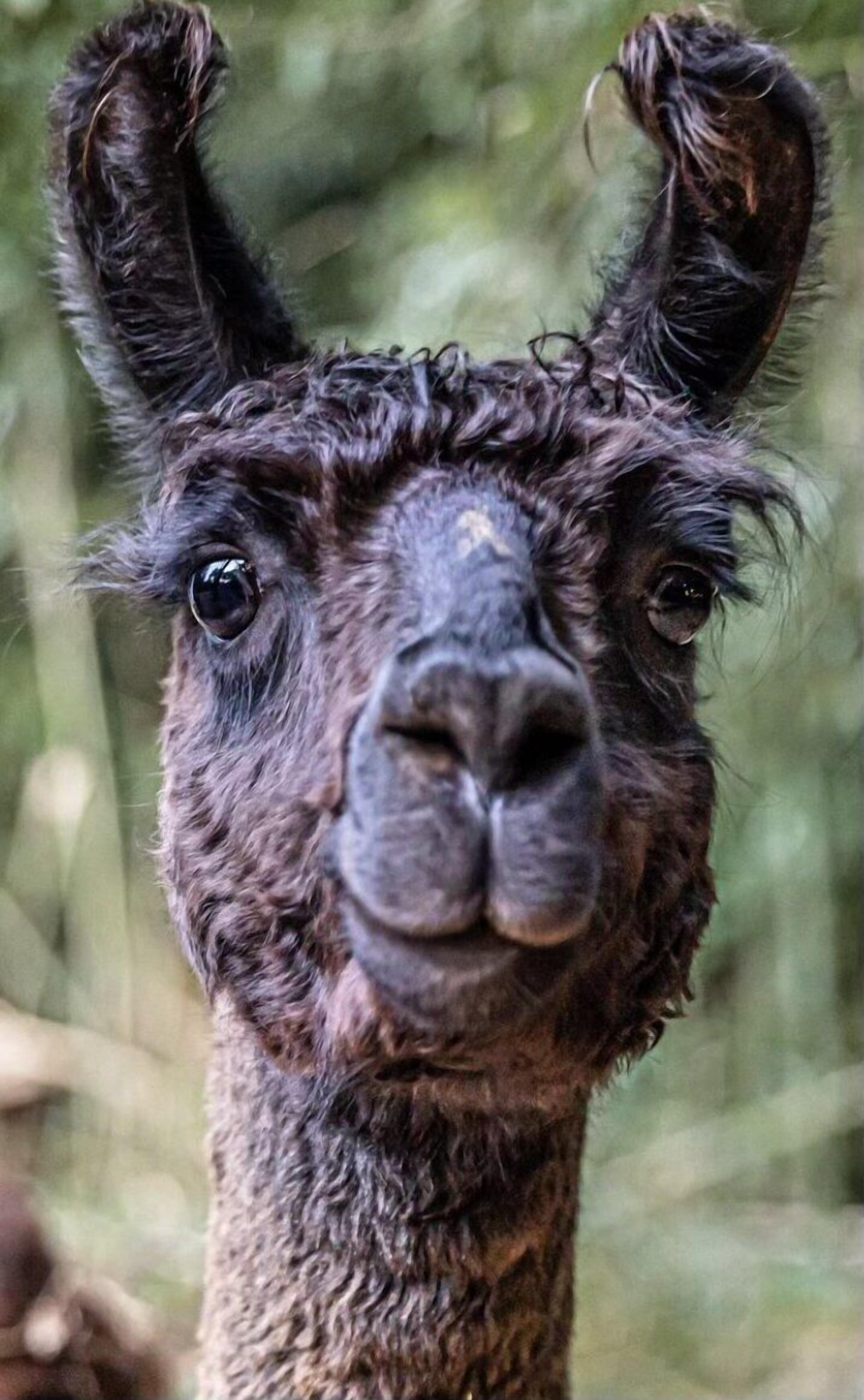 Alpaca Bag n Stay Cottage 