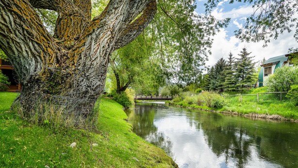 Een rustgevende oever met een grote boom, een brug en een gebouw op de achtergrond.