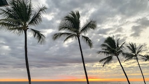 A coastal scene with palm trees and a rocky shoreline.