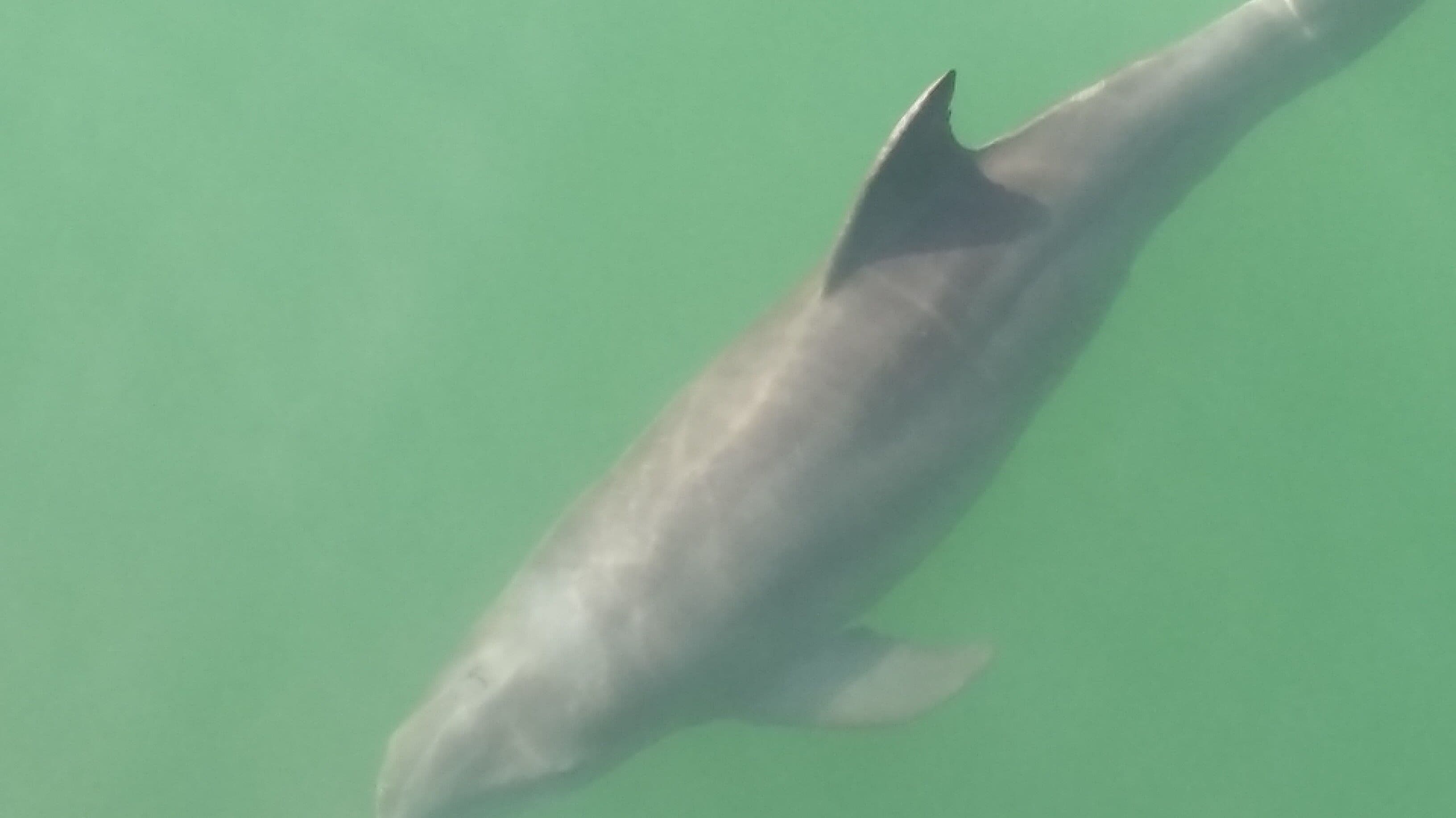 A dolphin swimming in clear water.