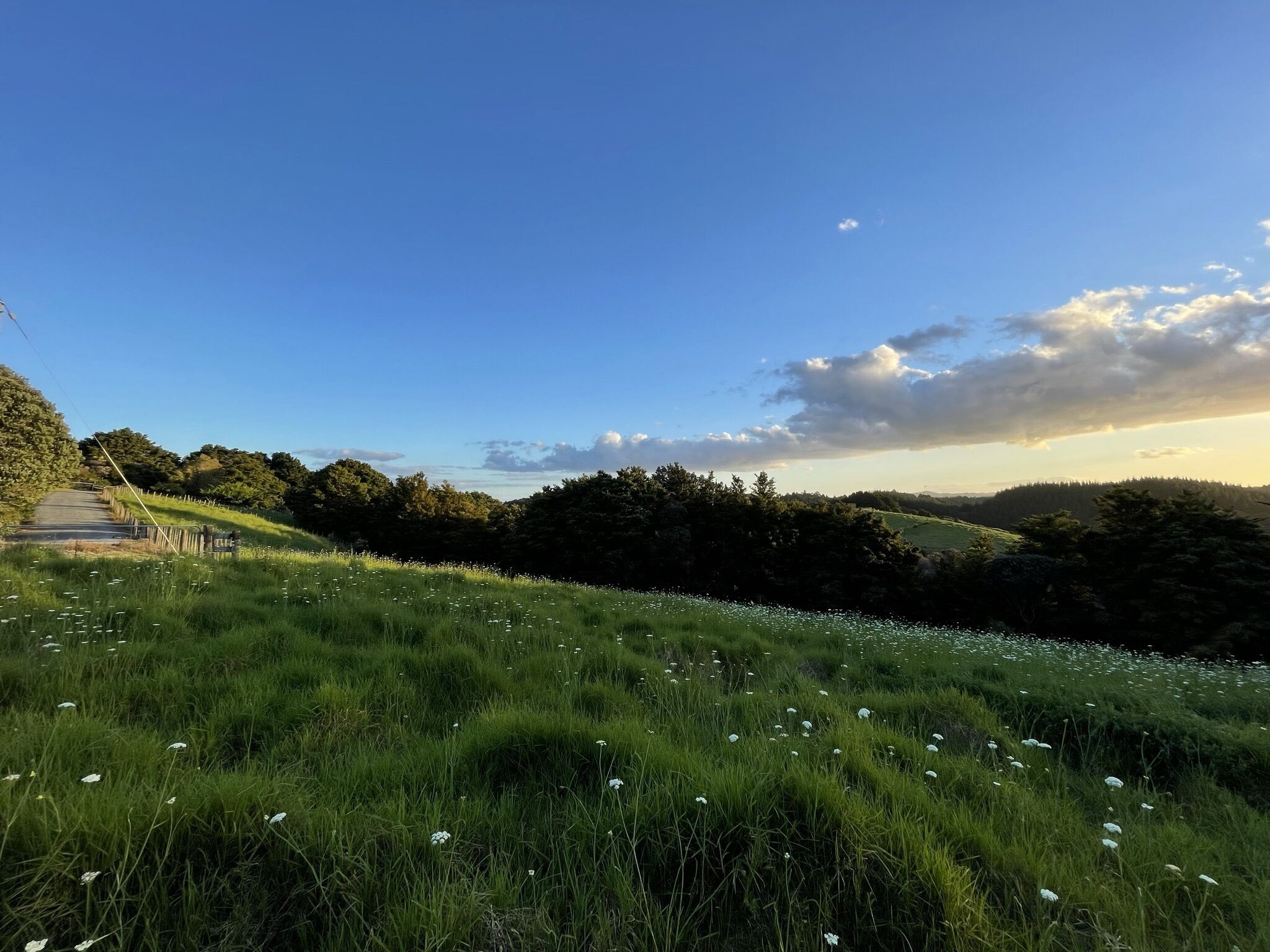 A rural landscape with a road, grassy fields, and trees under a clear sky.