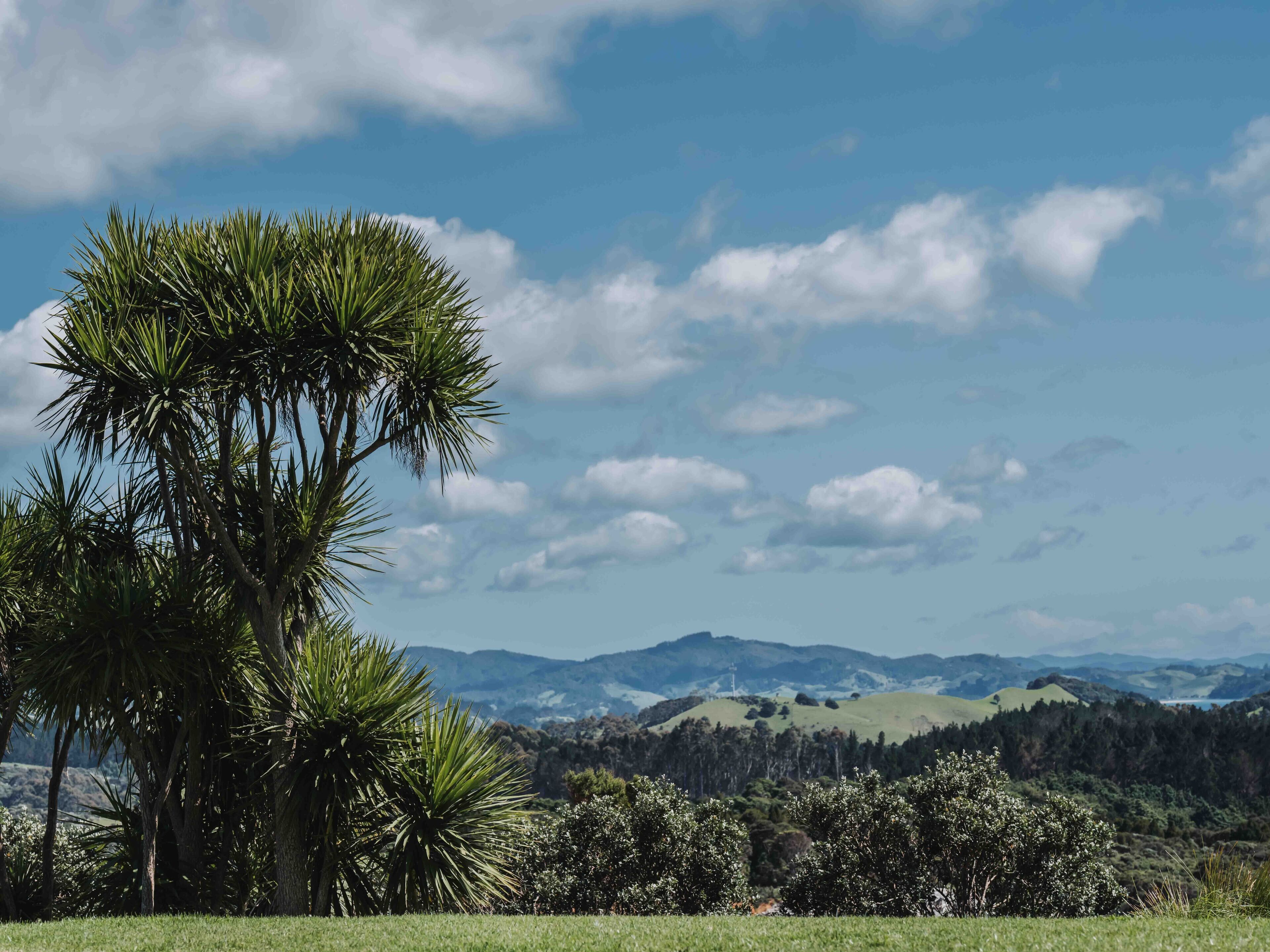 A landscape with a prominent palm tree and rolling hills in the background.