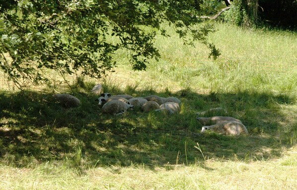 Un groupe de moutons se repose à l'ombre d'un arbre dans un champ herbeux.