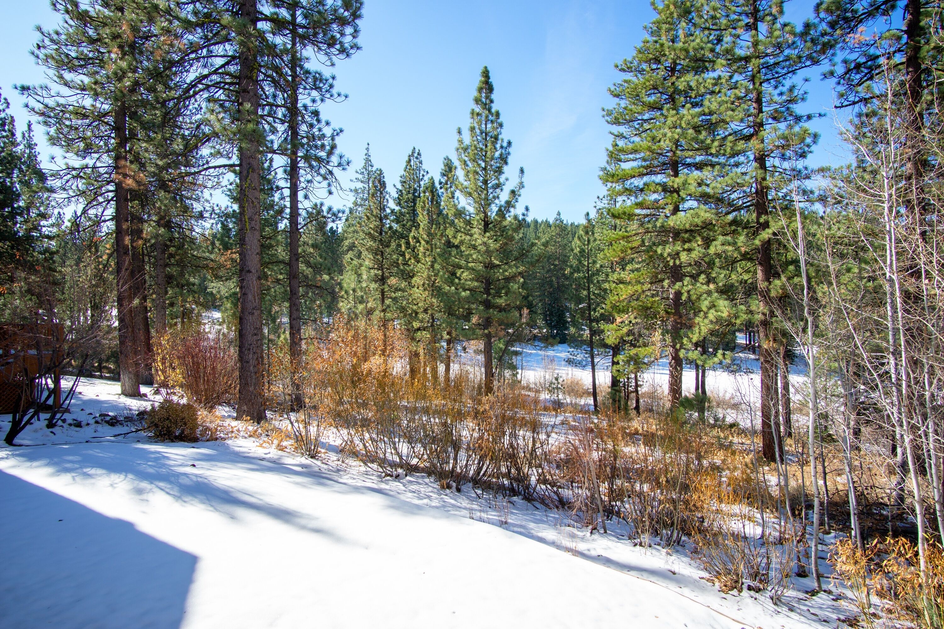 A snowy forest with tall pine trees and a clear blue sky.