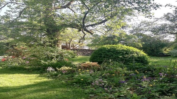 Um jardim exuberante com diversas plantas e uma grande árvore que oferece sombra.