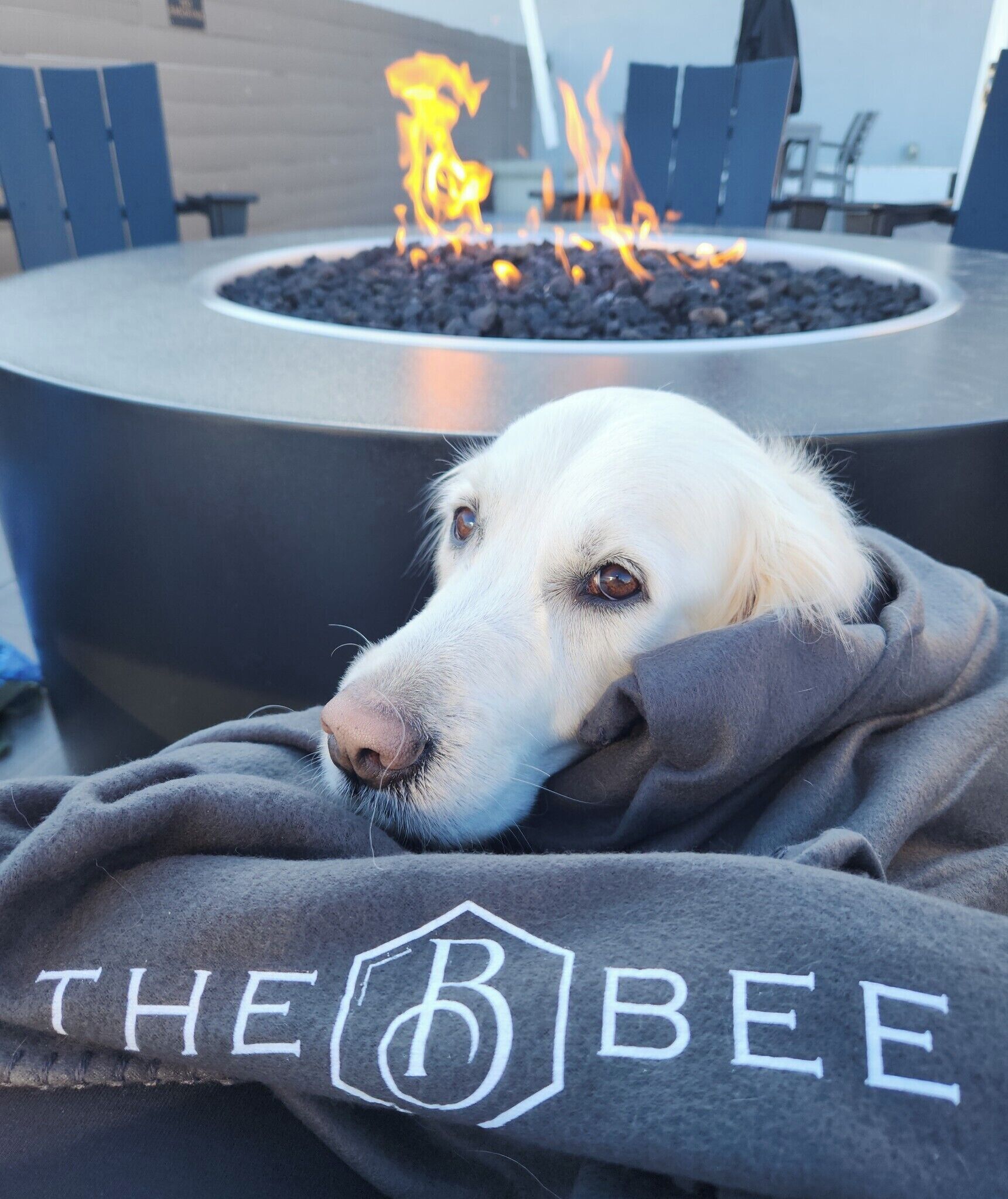 Ein Hund ruht vor einem Feuerkorb, dabei liegt eine Decke mit dem Aufdruck "THE BEE" darauf.
