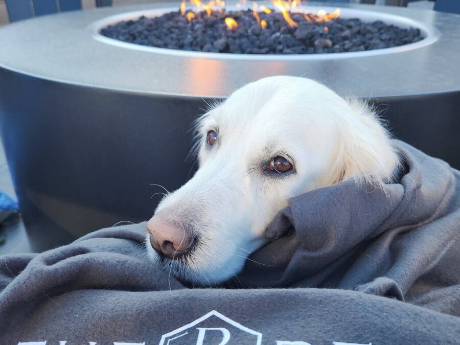 A dog resting in front of a fire pit with a blanket labeled "THE BEE".