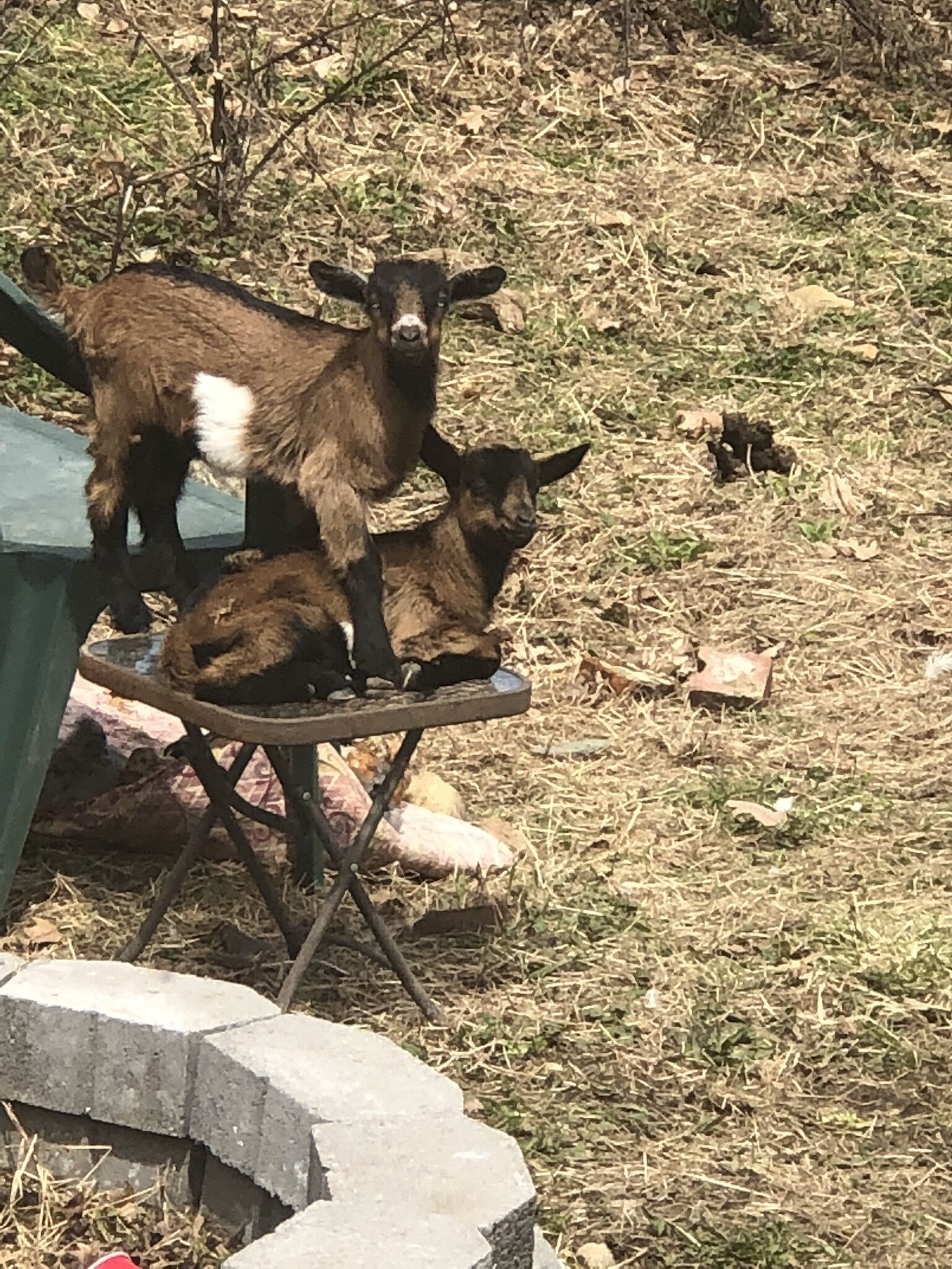 Overnatningsstedets område