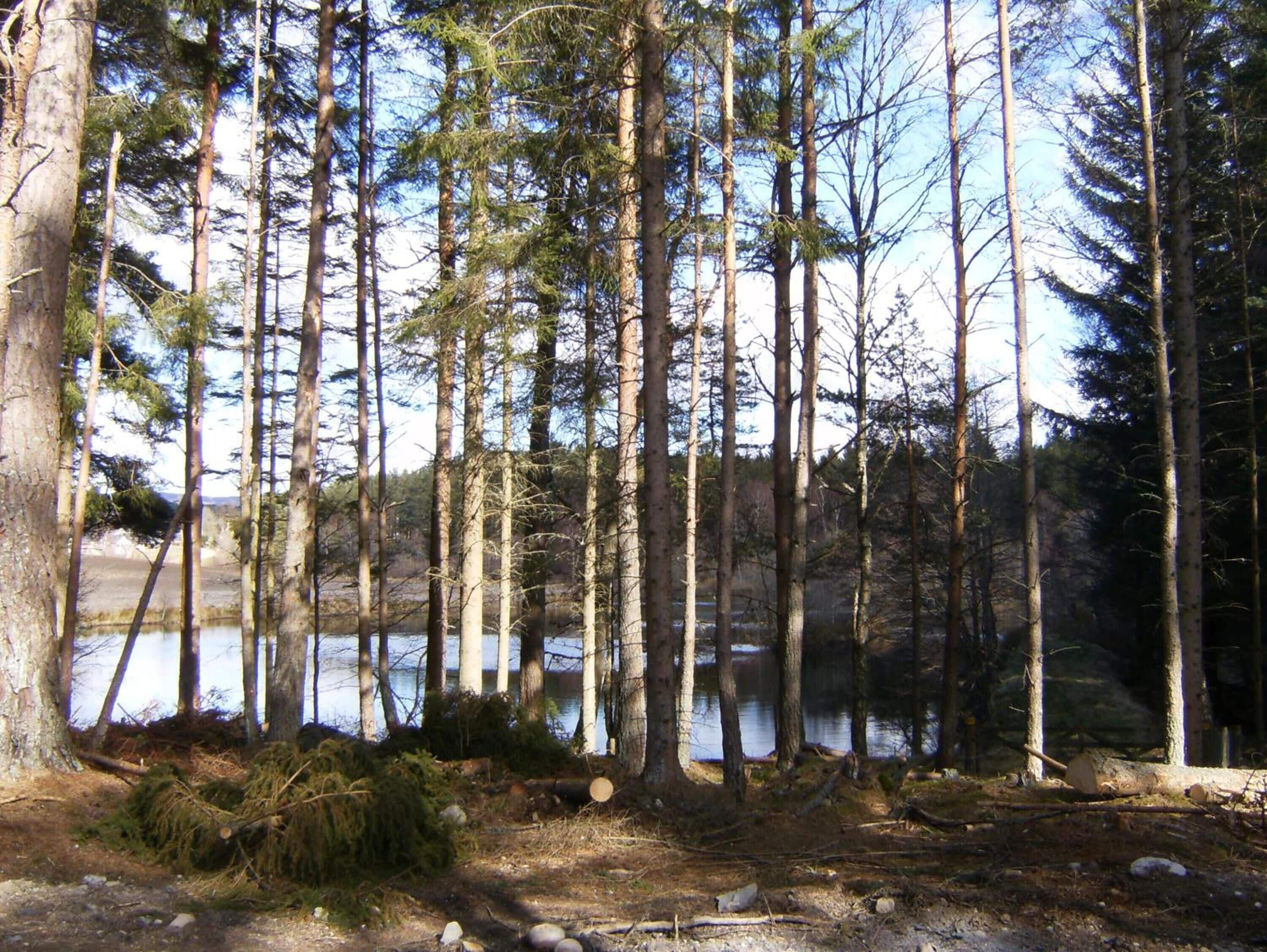 Een bebost gebied met hoge bomen en een waterpartij.
