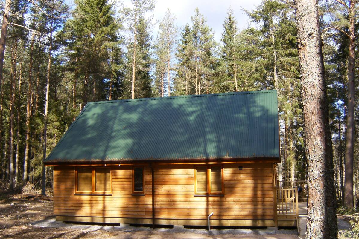 A small cabin with a green roof, surrounded by tall pine trees.