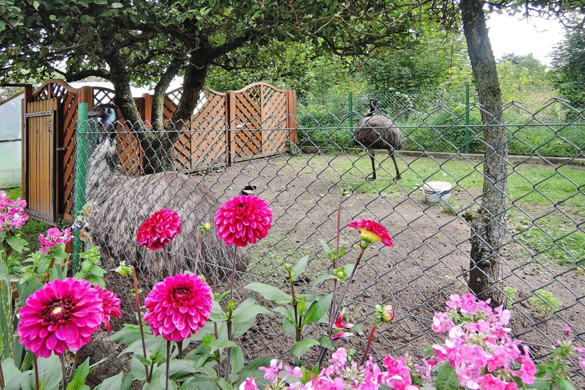 Ein eingezäunter Bereich mit einem Baum und einem Vogel, möglicherweise einem Strauß, im Hintergrund.