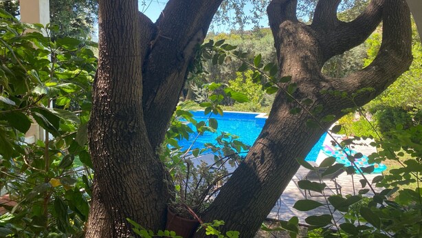 Ein Baum mit einem dicken Stamm und Ästen, die sich über einen Poolbereich erstrecken.