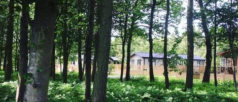 A forested area with tall trees and dense undergrowth.