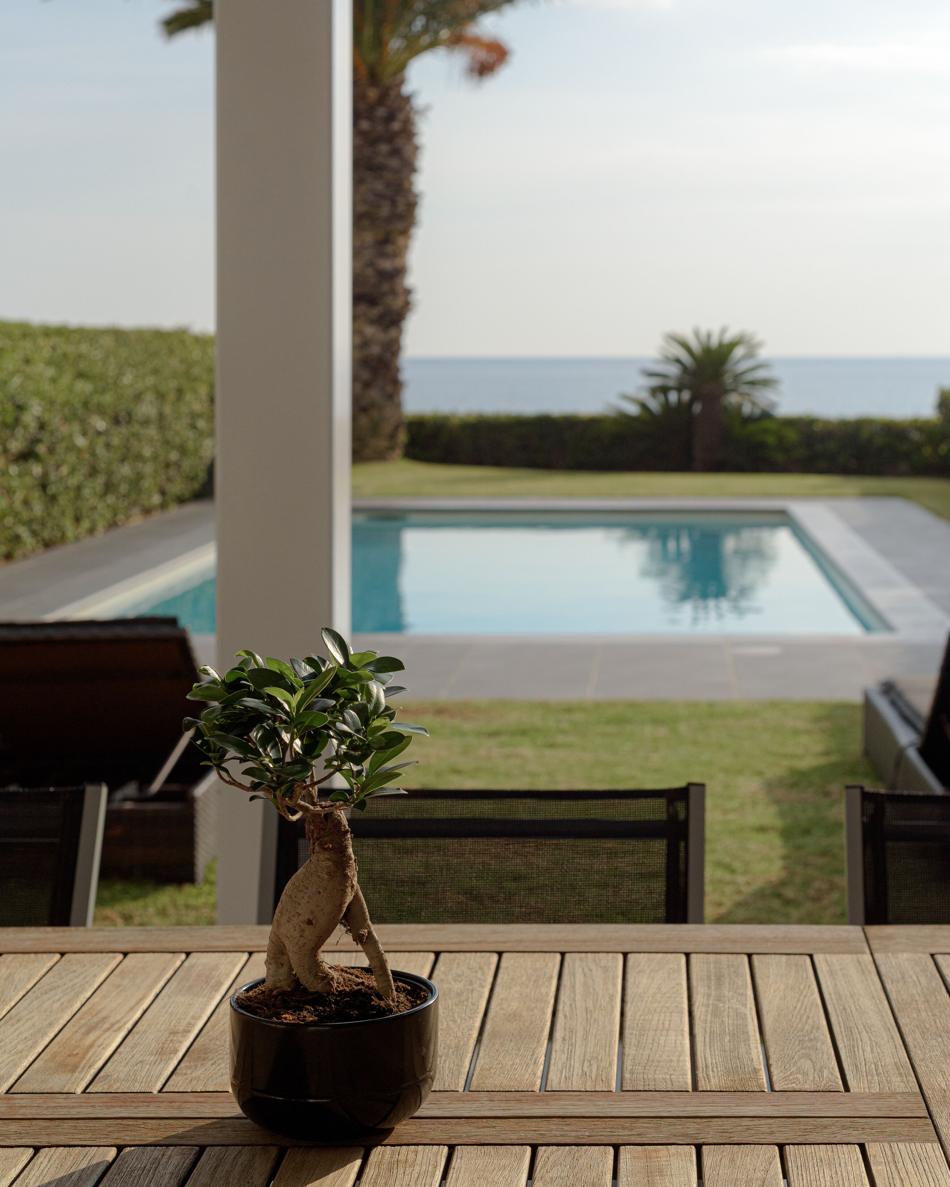 A potted bonsai tree on a wooden table with a view of a swimming pool and ocean in the background.