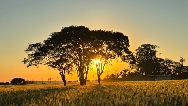 A field with trees and a sunset. - Stables 90 minutes from São Paulo (Cesário Lange)