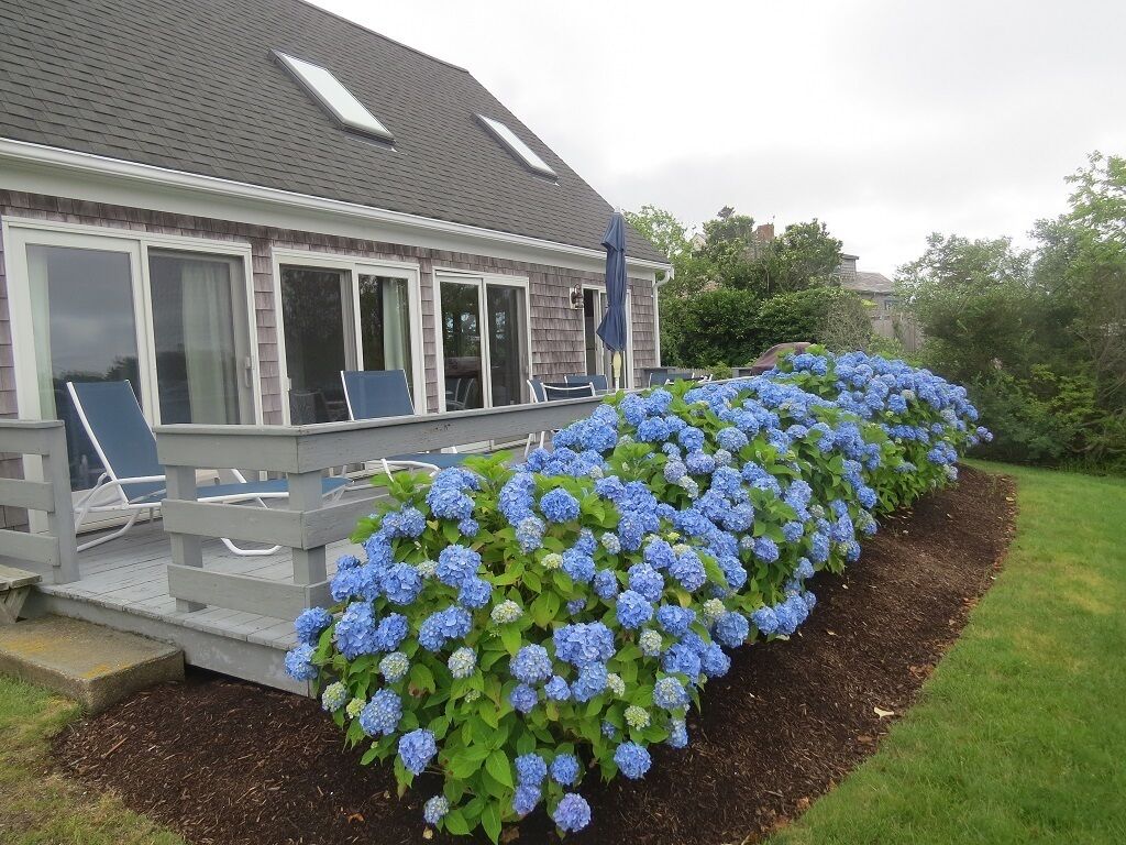 テラス / パティオ