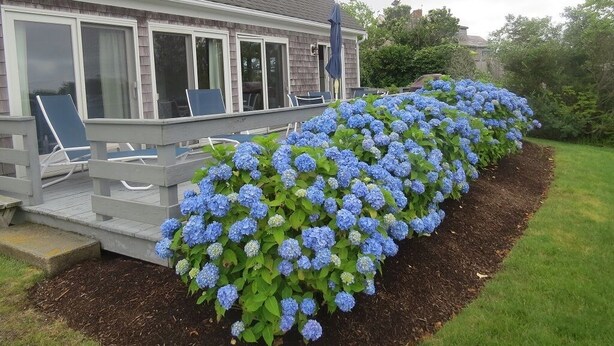 Una casa con porche cubierto, un jardín con arbustos de hortensia azules y un césped.