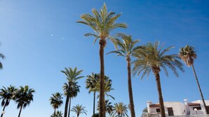 Tall palm trees against a clear blue sky. - Marina Real apto 534 (Manilva)