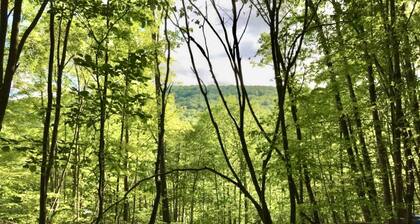 Belleayre Casita de Campo Tiny House