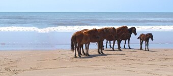 Walk To Coffee, Wine & Bay, OBX Beaches, The Tiny BoHo by The East Coast Host