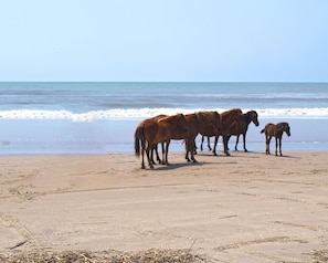 Une plage où des chevaux se tiennent sur le sable, près de l’eau.