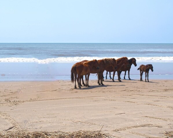 Strand