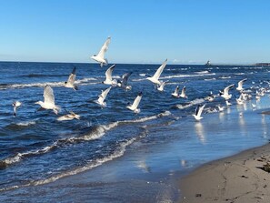 Plage à proximité, chaises longues
