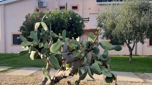 A cactus plant in a landscaped area with a building in the background. - Apartment Ionian coast (Sant'Andrea Apostolo dello Ionio)