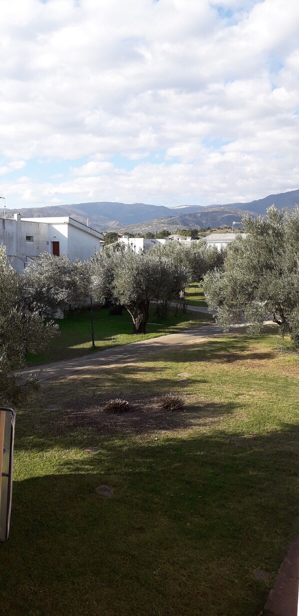 A residential area with white buildings, olive trees, and a clear sky.