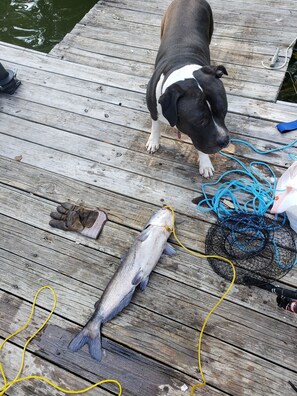 Animaux de compagnie acceptés