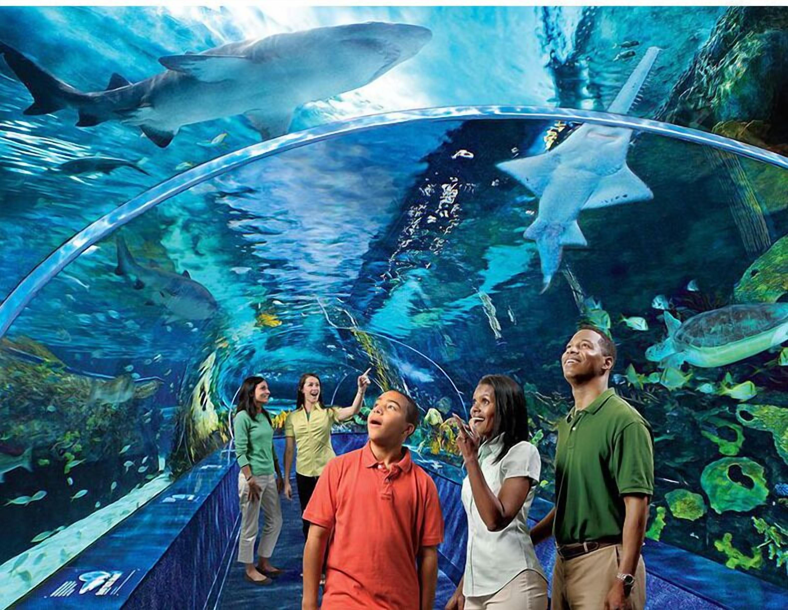 Un acquario dotato di un ampio tunnel in vetro, che permette ai visitatori di passeggiare e ammirare la fauna marina.