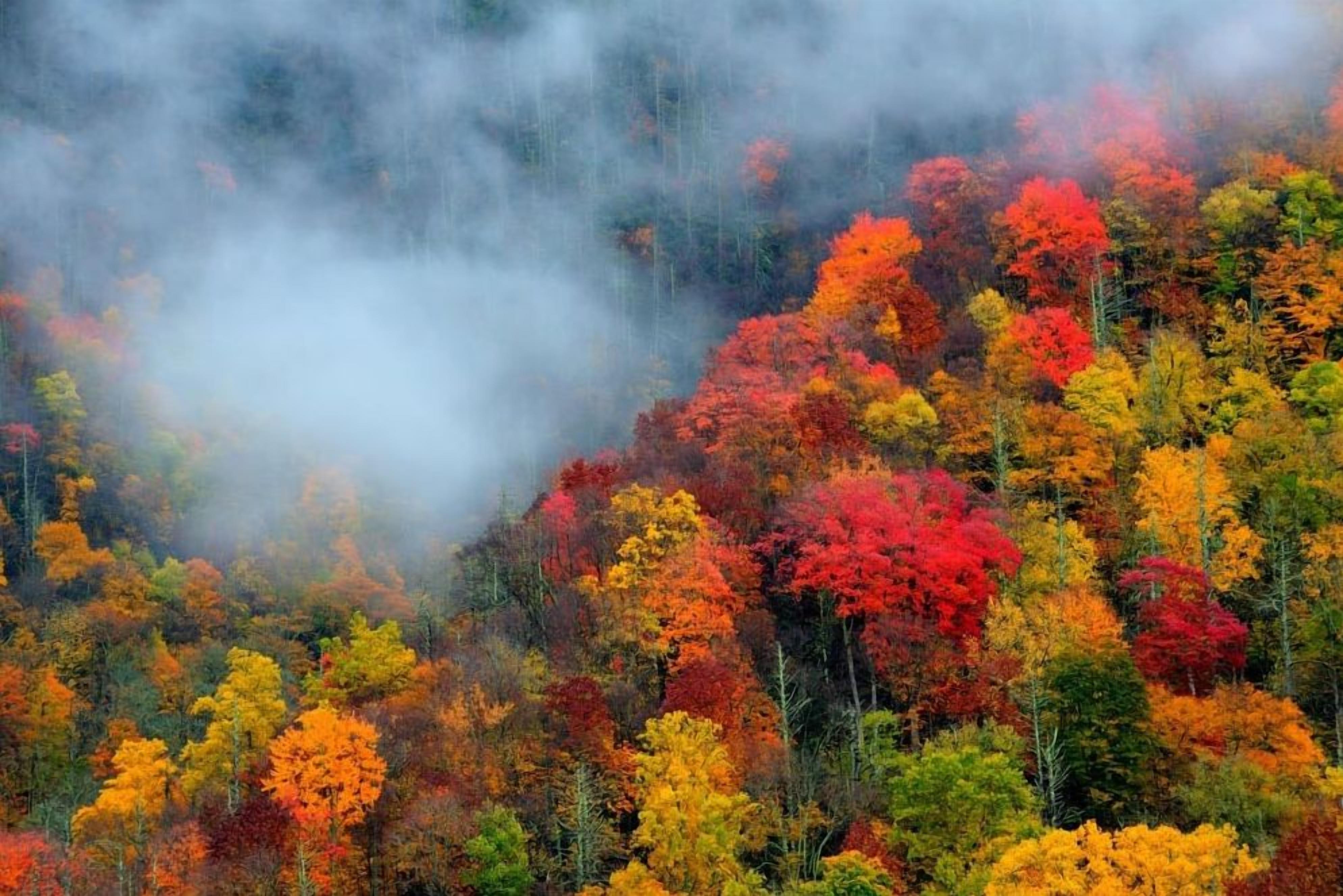 A forested area with dense trees and a misty atmosphere.