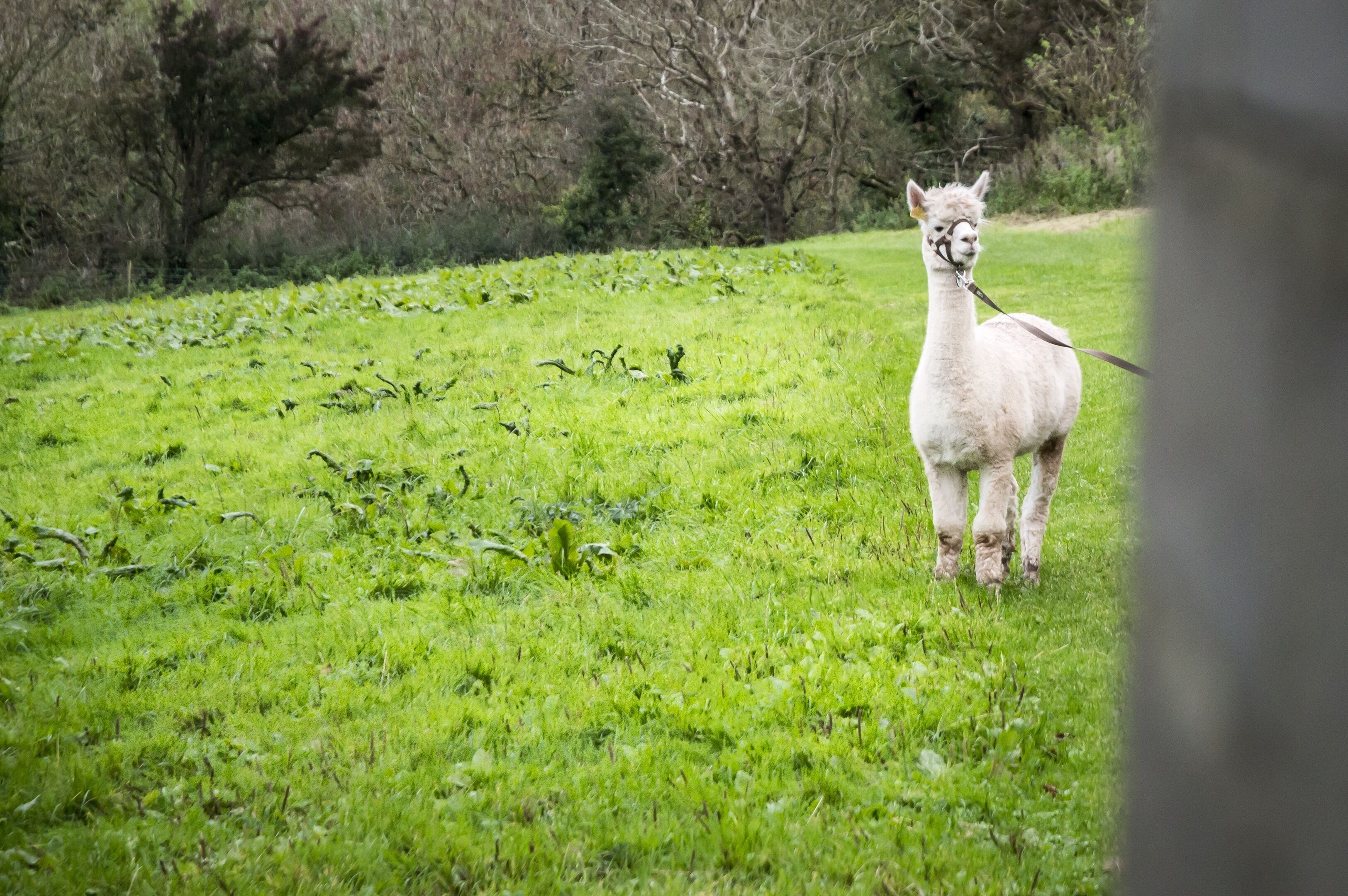A llama in a grassy field with trees in the background.