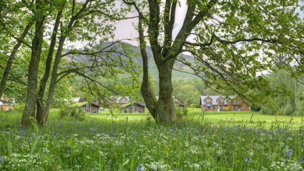 Ländliche Landschaft mit einem großen Baum im Vordergrund, einem Feld voller Wildblumen und mehreren traditionellen Häusern mit roten Dächern im Hintergrund.