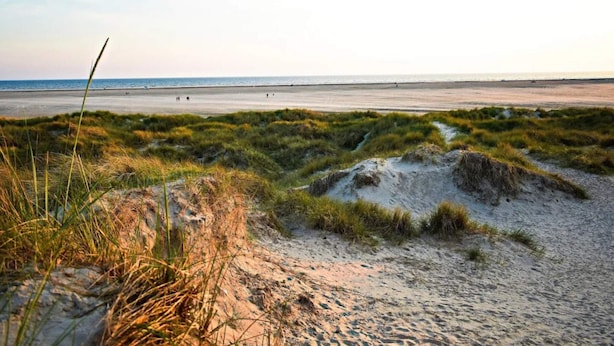 A beach with sand dunes and sparse vegetation. - 4 Person Holiday Home in Fano (Fano)