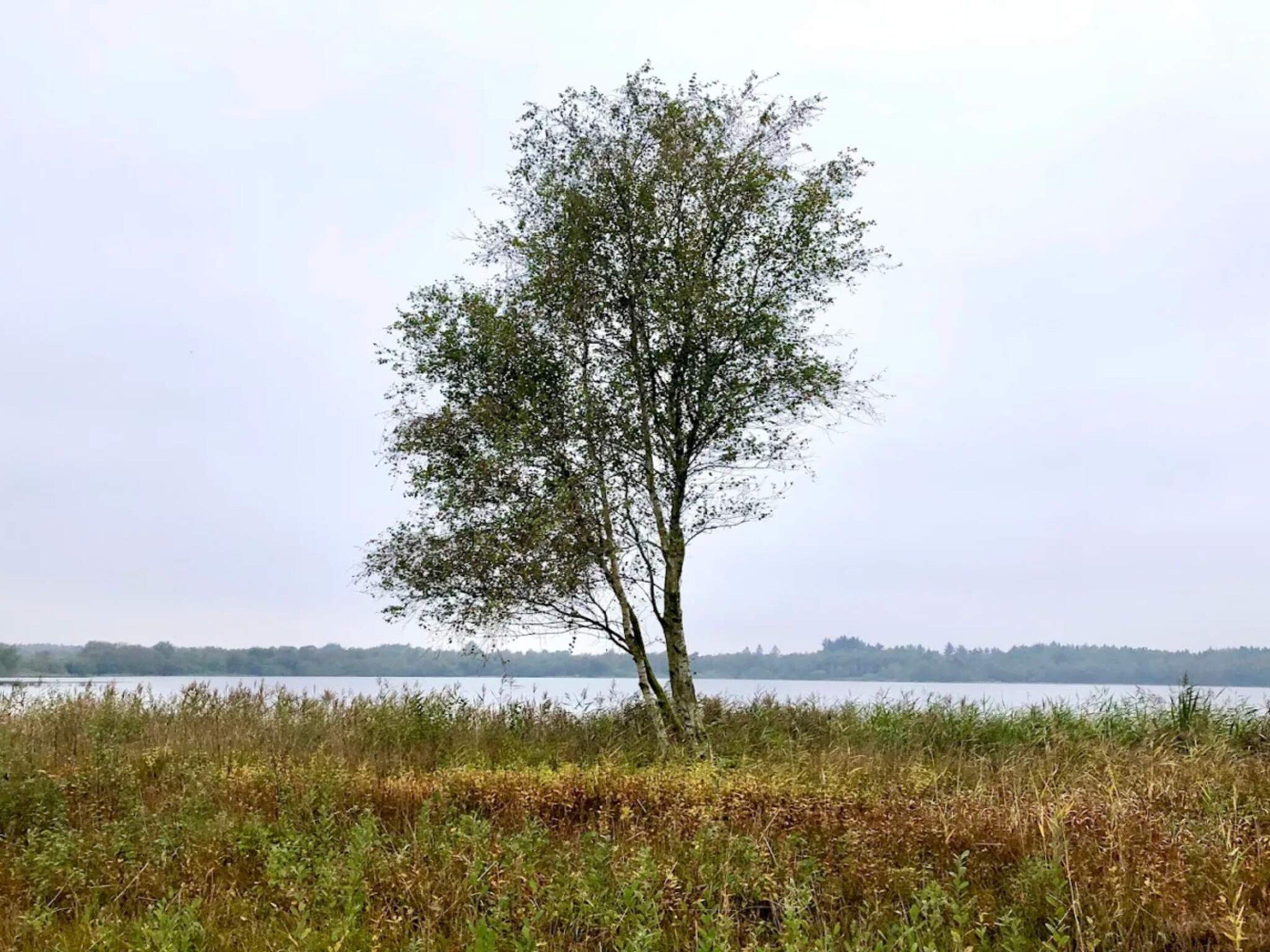 Yksinäinen puu pellolla, taustalla vesistö ja kauempana näkyvä rantaviiva.