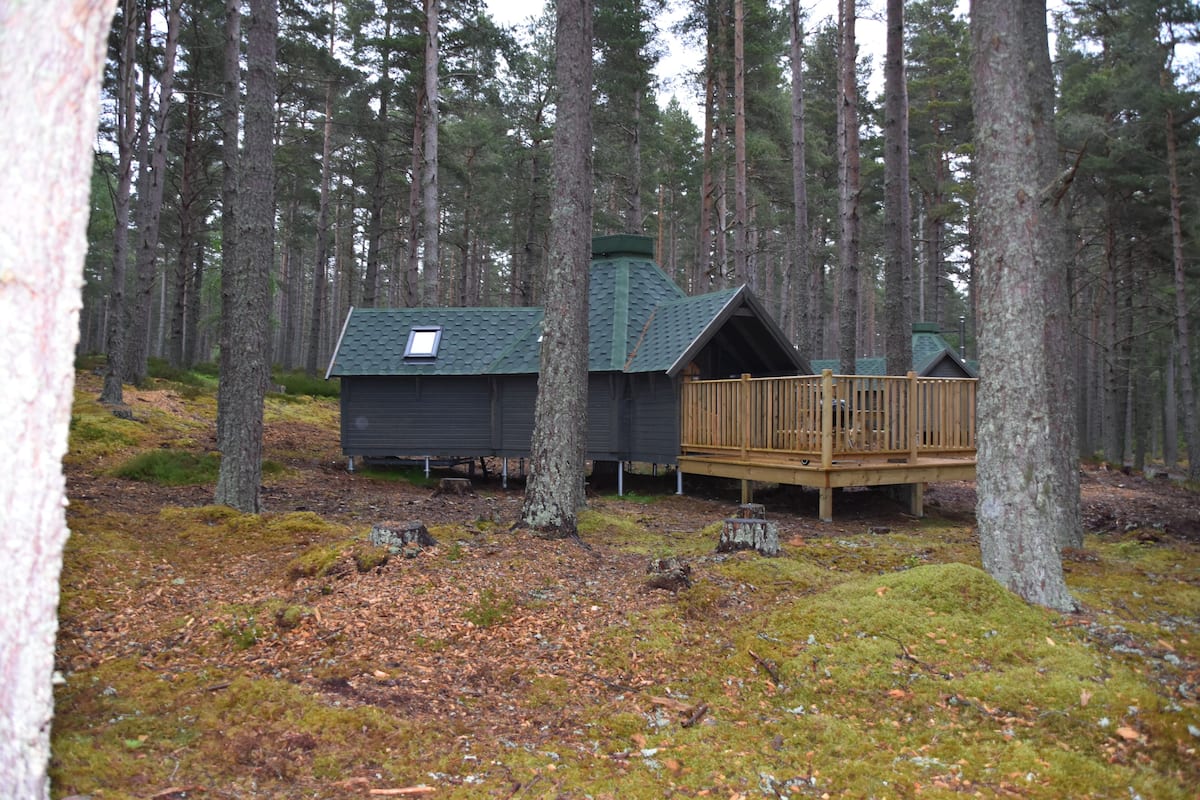 Une cabane dotée d’une terrasse, entourée de grands arbres au cœur d’une forêt.