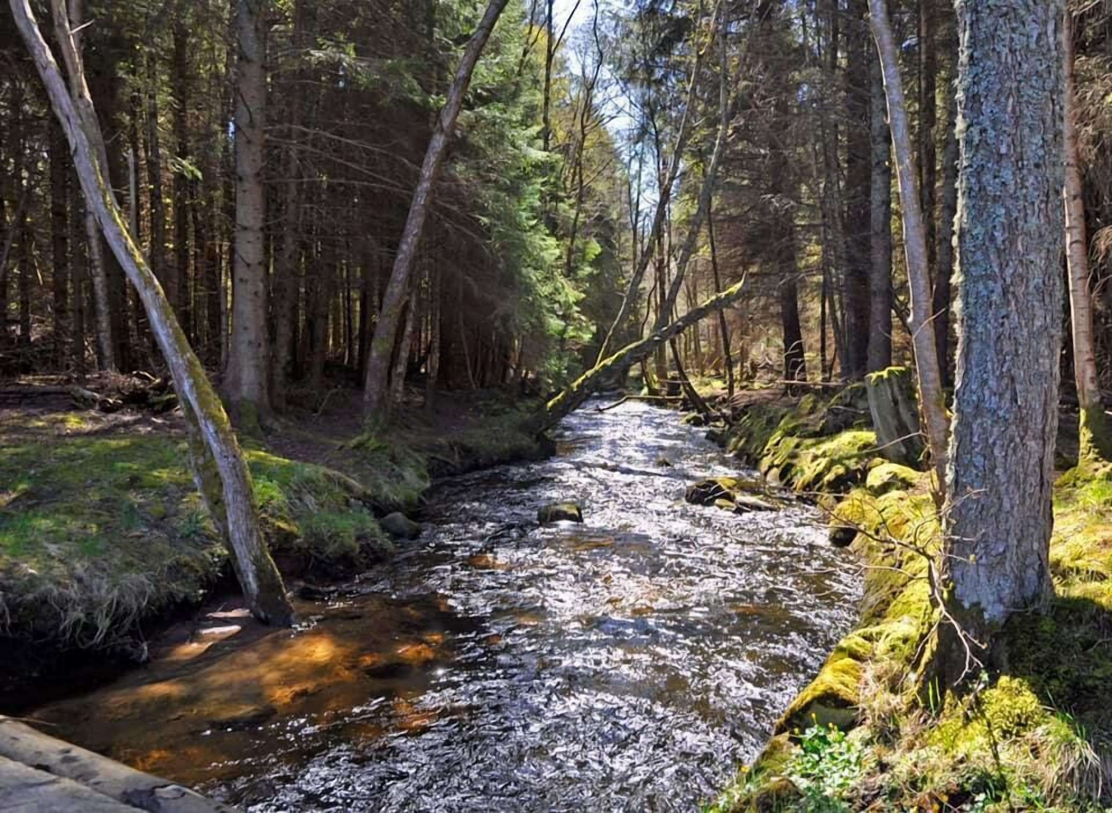 A forest stream with trees and moss.