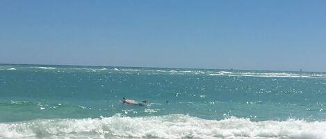 Sun-loungers, beach towels