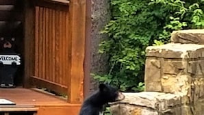 A black bear standing on a stone wall near a wooden door with a 'WELCOME' sign. - Next to Rocky Top Sports! 5 King bedrooms 4 Bath Family-Friendly Sleeps 18 (Gatlinburg)