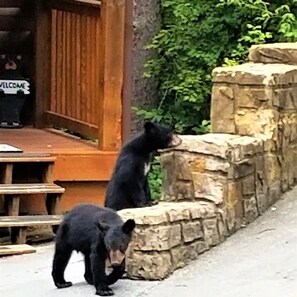 Un orso nero in piedi su un muro di pietra vicino a una porta di legno con il cartello 'WELCOME'.