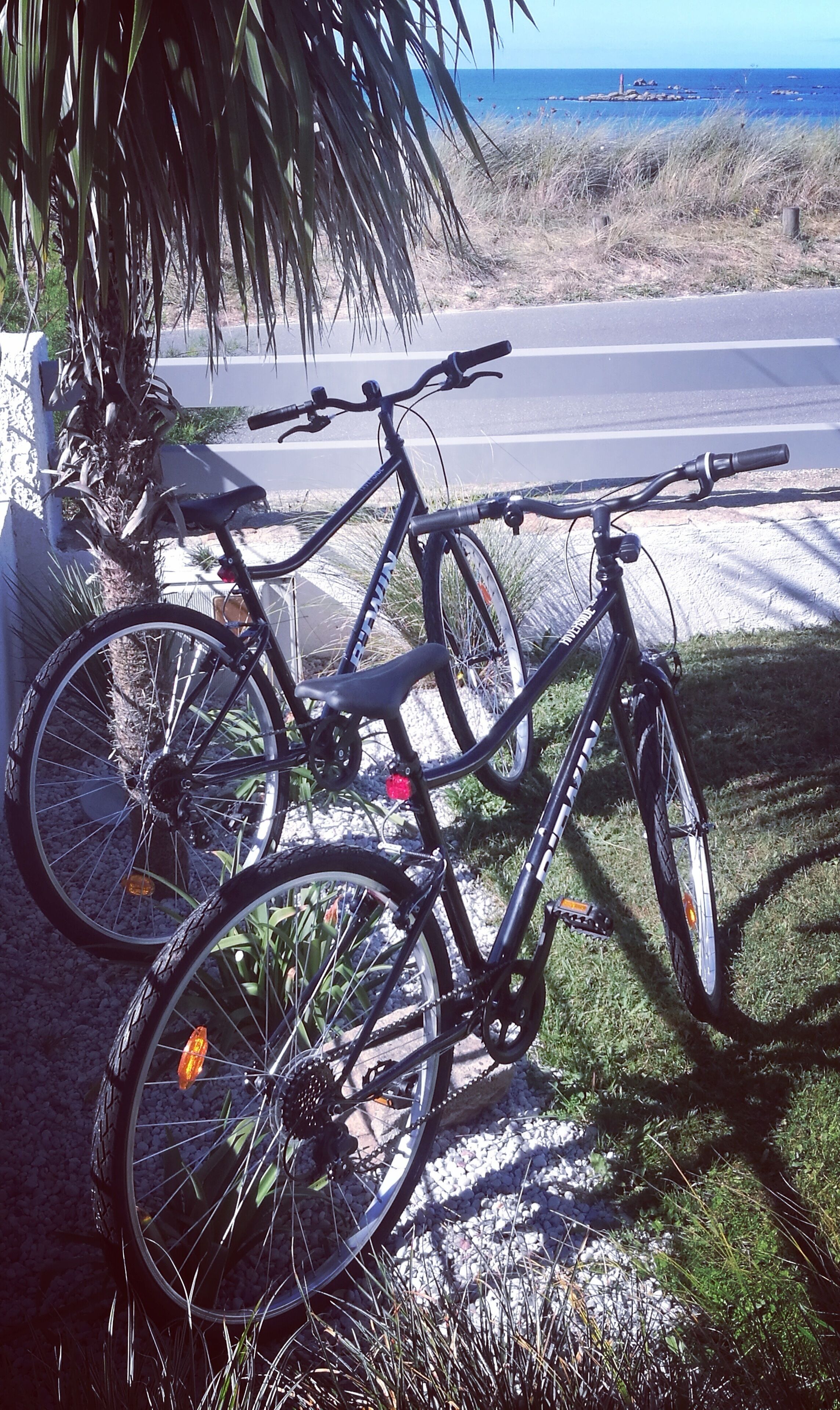 Una bicicleta estacionada cerca de una palmera junto a una carretera con vista al océano.