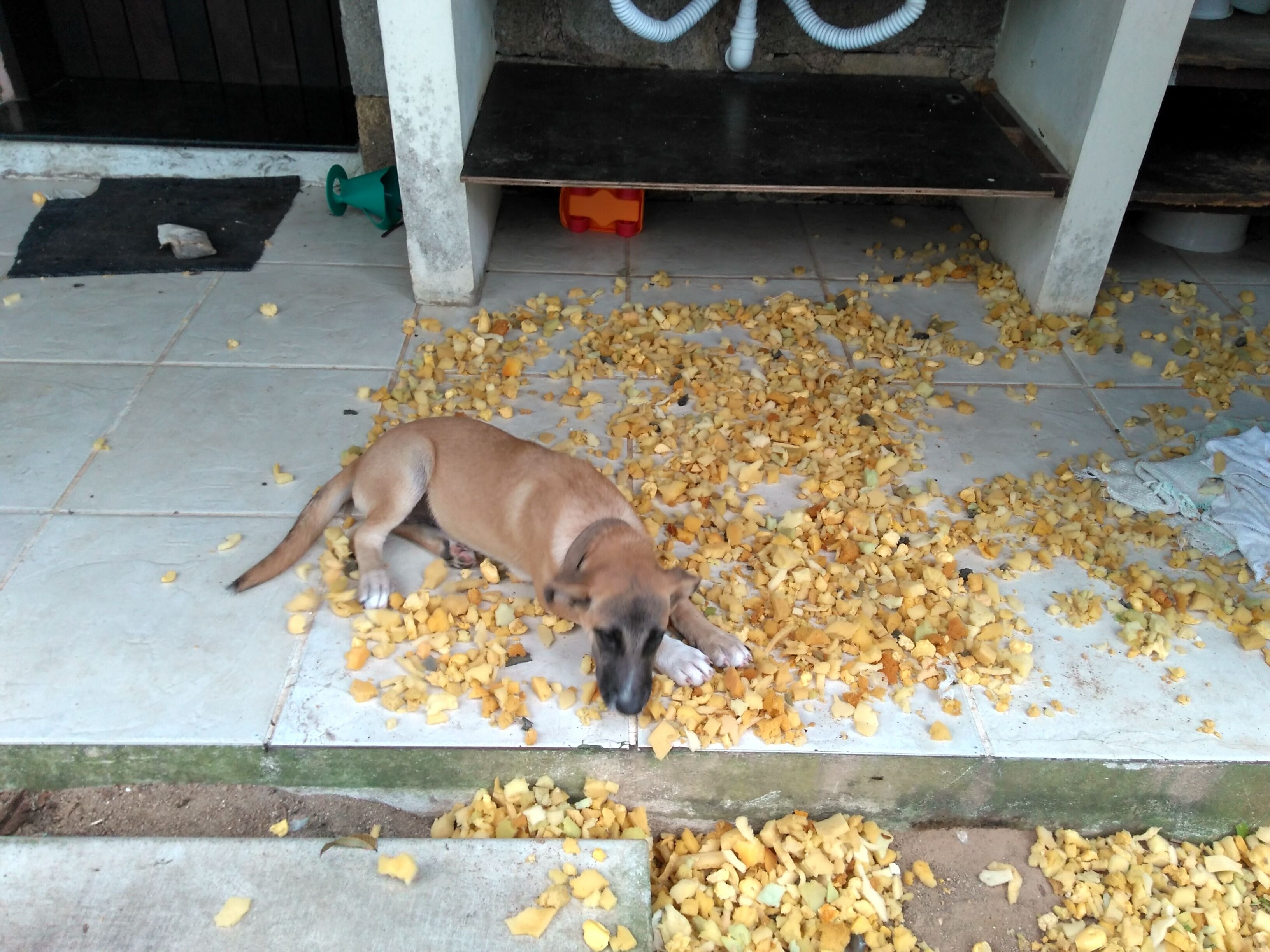 Un chiot sur un sol carrelé, entouré de nourriture éparpillée.