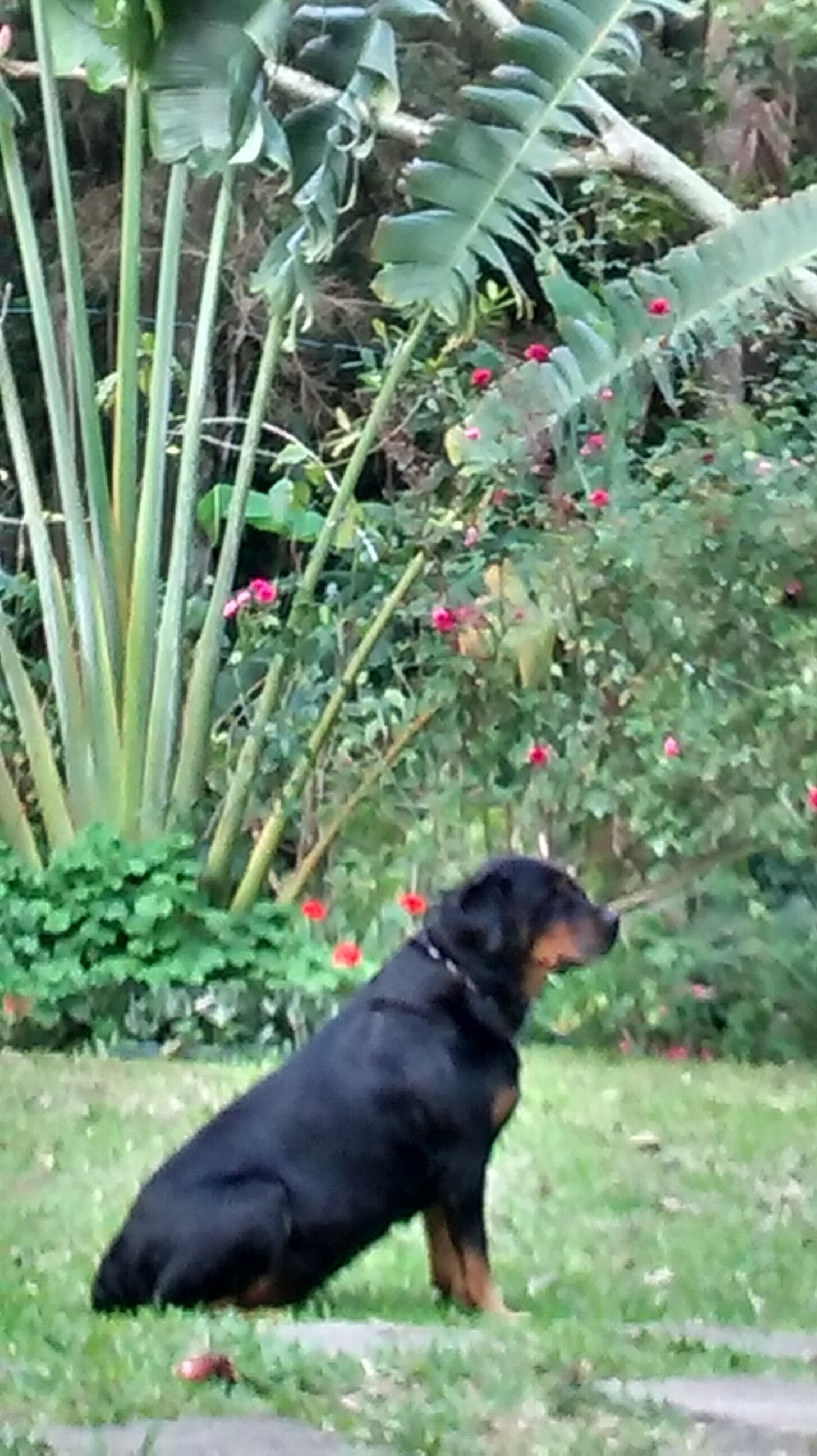 Un chien noir et fauve est assis sur l’herbe dans un jardin où poussent de grandes feuilles vertes et des fleurs rouges.