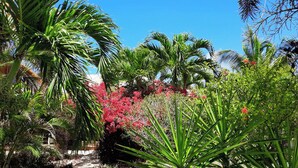 A pathway surrounded by lush greenery and palm trees, leading to a building with a clear blue sky above. - Cottage Carambole (Saint-François)