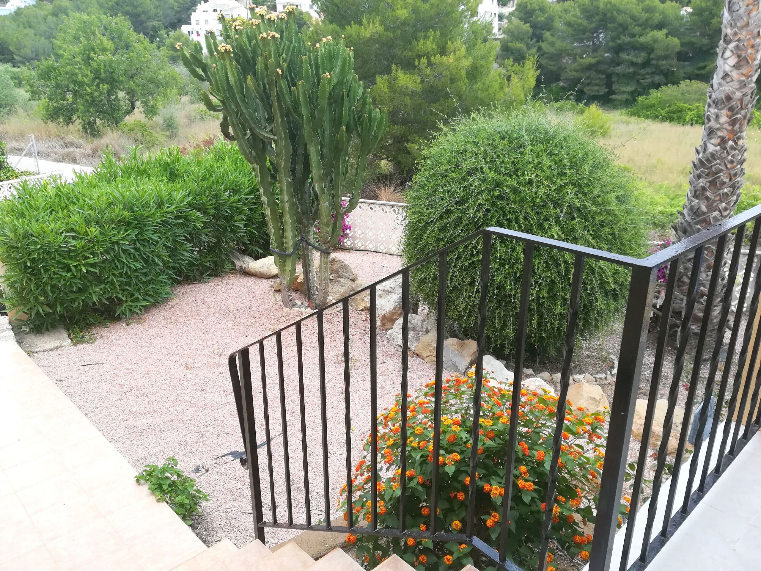 A garden with a cactus, marigold flowers, and various shrubs.