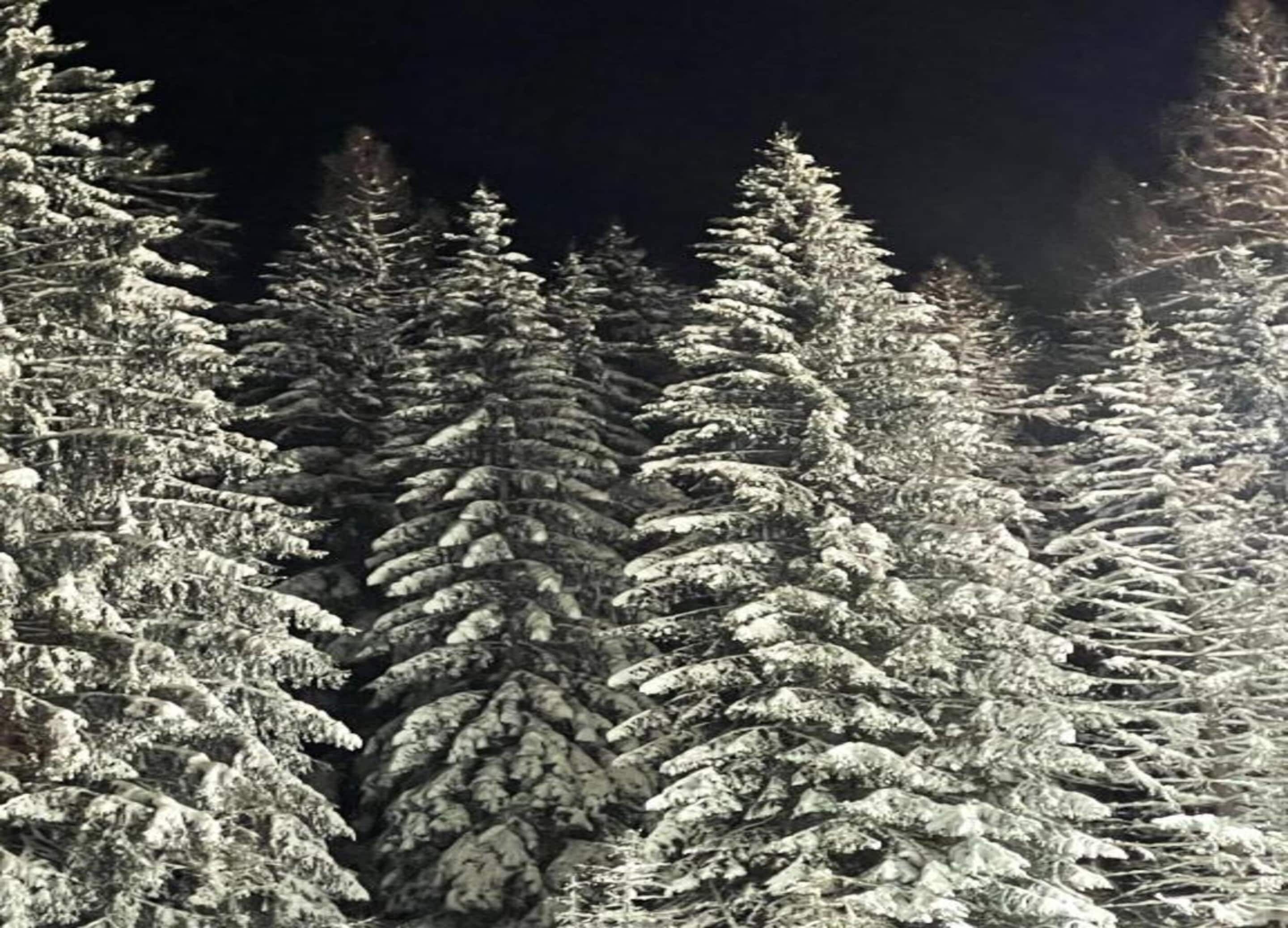Une forêt dense, composée d’arbres à feuilles persistantes recouverts de neige.